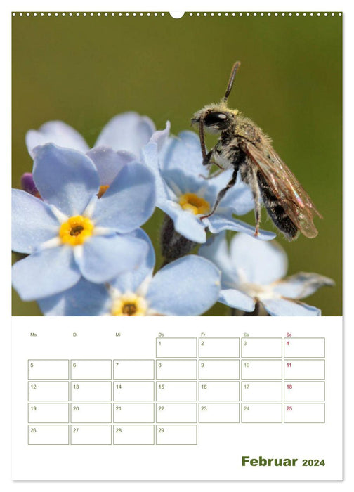 Agenda abeille sauvage 2024 (Calendrier mural CALVENDO Premium 2024) 