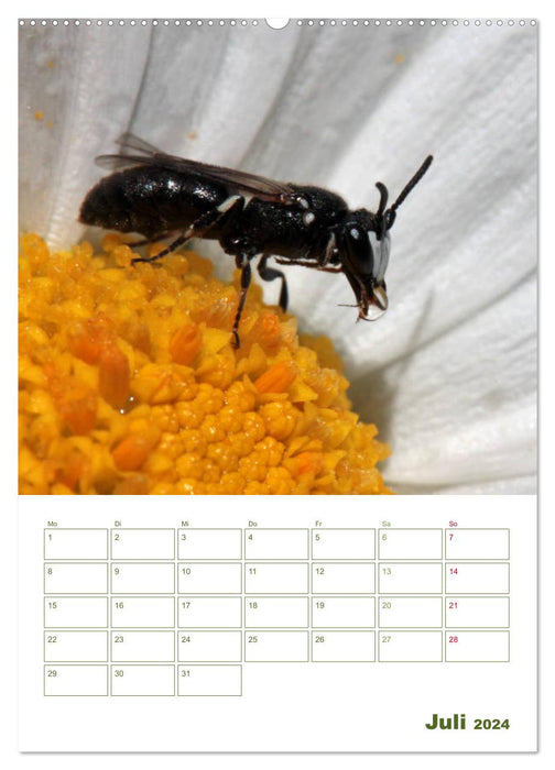 Agenda abeille sauvage 2024 (Calendrier mural CALVENDO Premium 2024) 