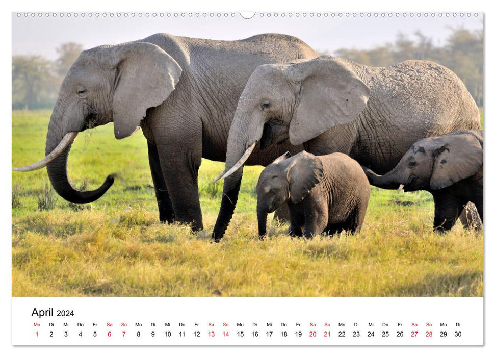 Elefanten Afrikas (CALVENDO Premium Wandkalender 2024)