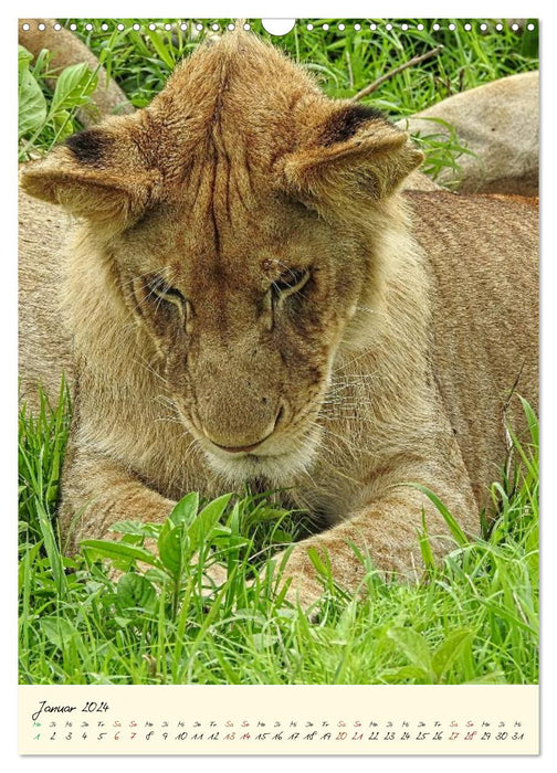 Fascination du safari. Faune au Kenya (calendrier mural CALVENDO 2024) 