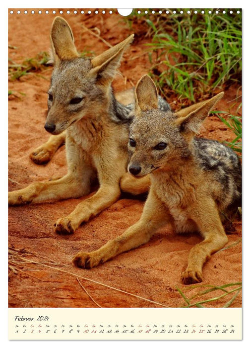 Faszination Safari. Wildlife in Kenia (CALVENDO Wandkalender 2024)