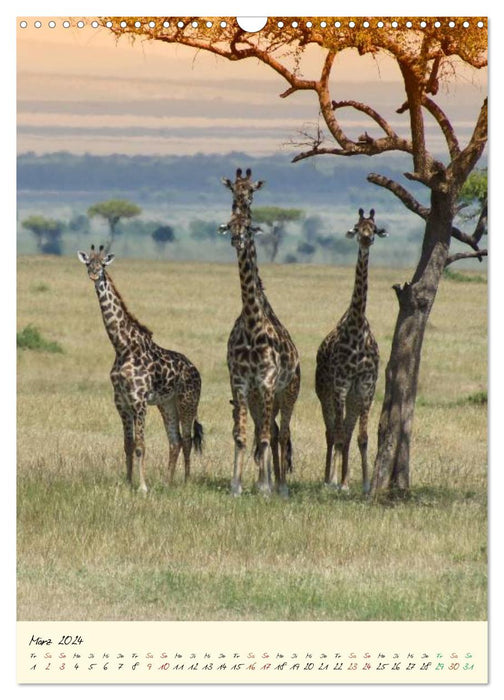 Faszination Safari. Wildlife in Kenia (CALVENDO Wandkalender 2024)