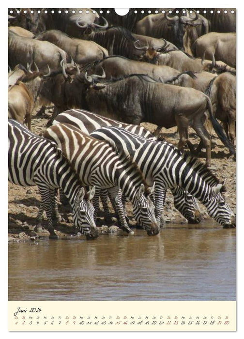 Faszination Safari. Wildlife in Kenia (CALVENDO Wandkalender 2024)