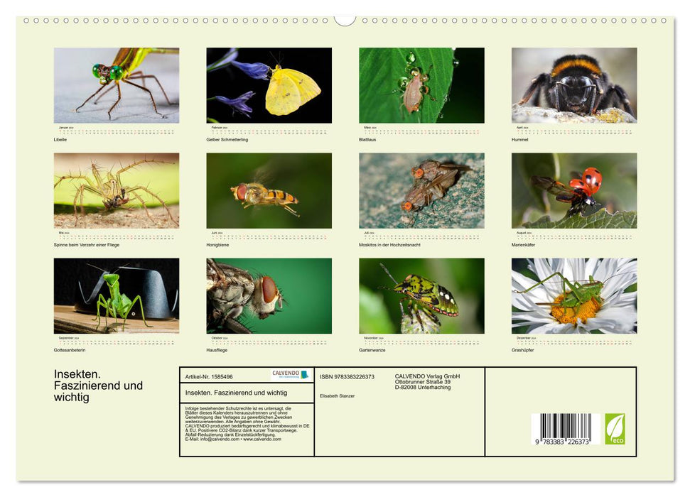 Insectes. Fascinant et important (Calendrier mural CALVENDO Premium 2024) 
