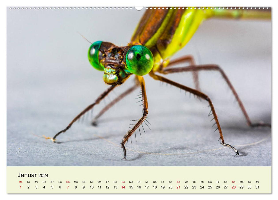 Insectes. Fascinant et important (Calendrier mural CALVENDO Premium 2024) 