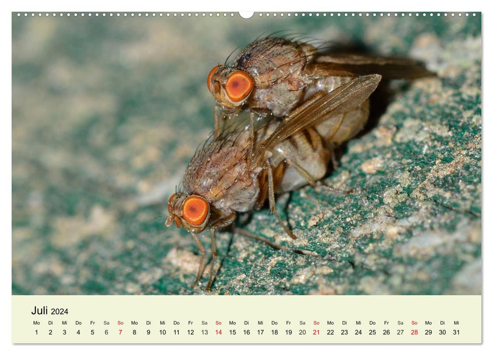 Insectes. Fascinant et important (Calendrier mural CALVENDO Premium 2024) 