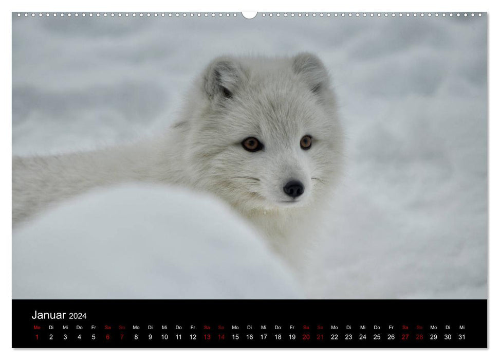 Le renard arctique étudie la faune (Calendrier mural CALVENDO 2024) 