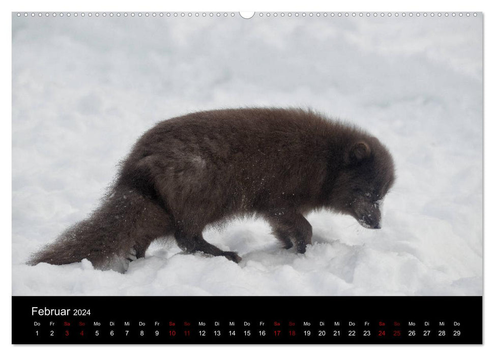 Polarfuchsstudien Wildlife (CALVENDO Wandkalender 2024)