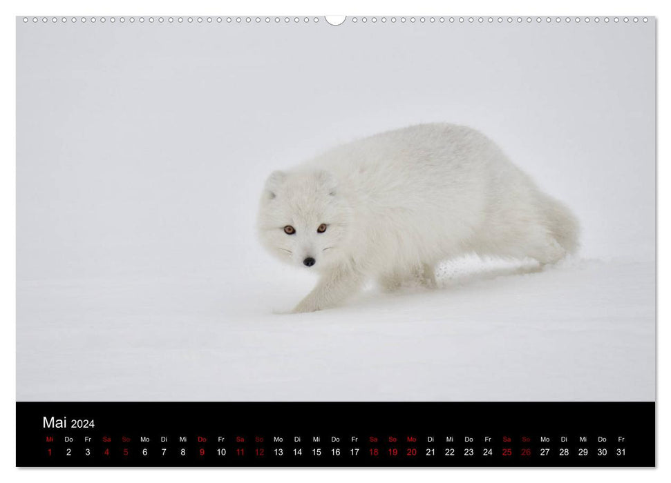 Le renard arctique étudie la faune (Calendrier mural CALVENDO 2024) 