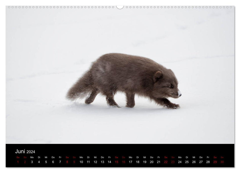 Le renard arctique étudie la faune (Calendrier mural CALVENDO 2024) 