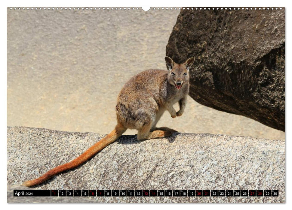 Koala, kangourou et compagnie - Le royaume des animaux sauvages d'Australie (Calendrier mural CALVENDO Premium 2024) 