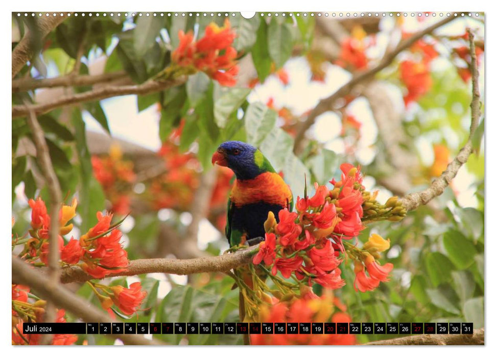 Koala, Känguru und Co. – Das wilde Tierreich Australiens (CALVENDO Premium Wandkalender 2024)