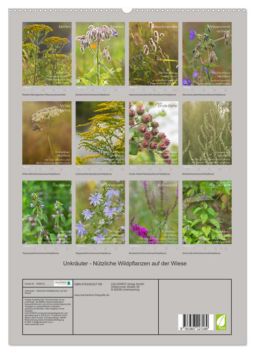 Mauvaises herbes - Plantes sauvages utiles dans la prairie (Calendrier mural CALVENDO Premium 2024) 