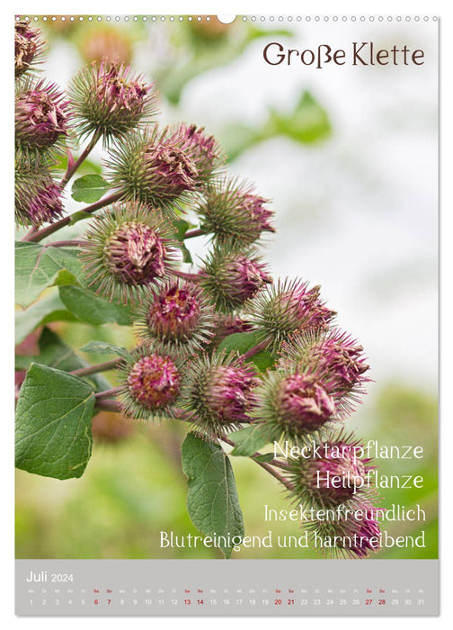 Unkräuter - Nützliche Wildpflanzen auf der Wiese (CALVENDO Premium Wandkalender 2024)