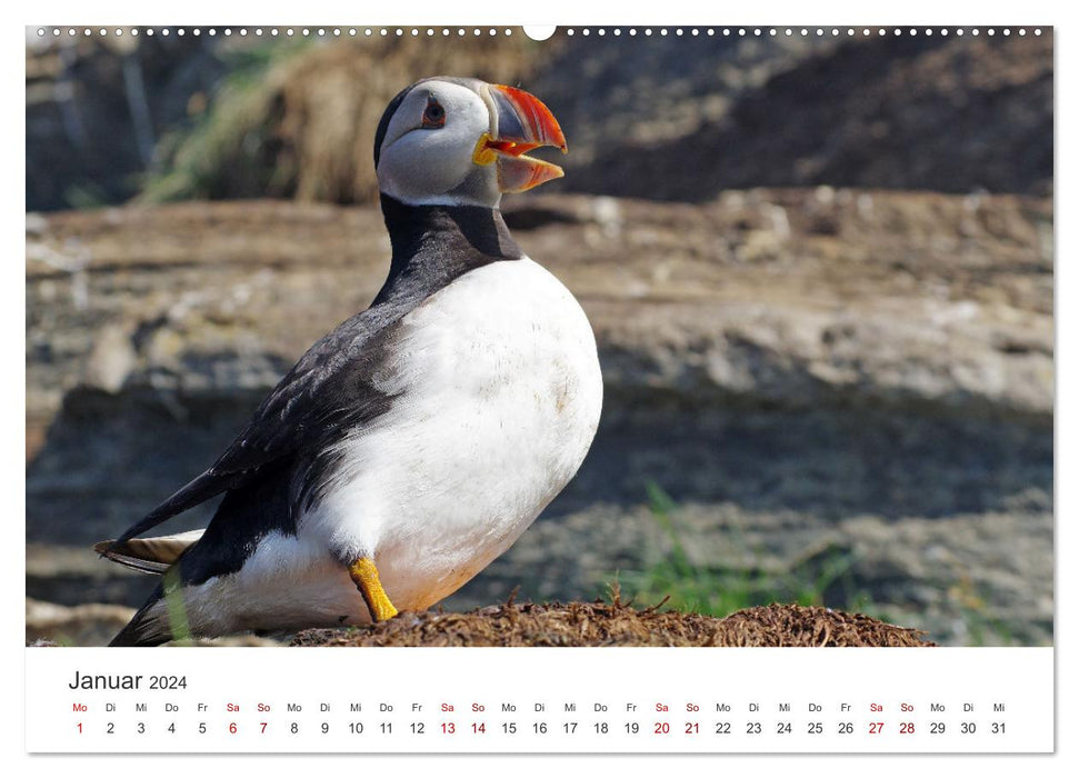 Puffins - clowns of the Nordic bird world (CALVENDO wall calendar 2024) 