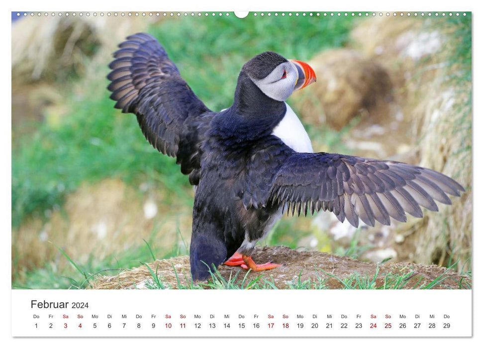 Macareux - clowns du monde des oiseaux nordiques (Calendrier mural CALVENDO 2024) 