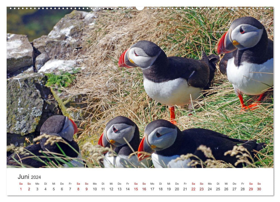 Macareux - clowns du monde des oiseaux nordiques (Calendrier mural CALVENDO 2024) 