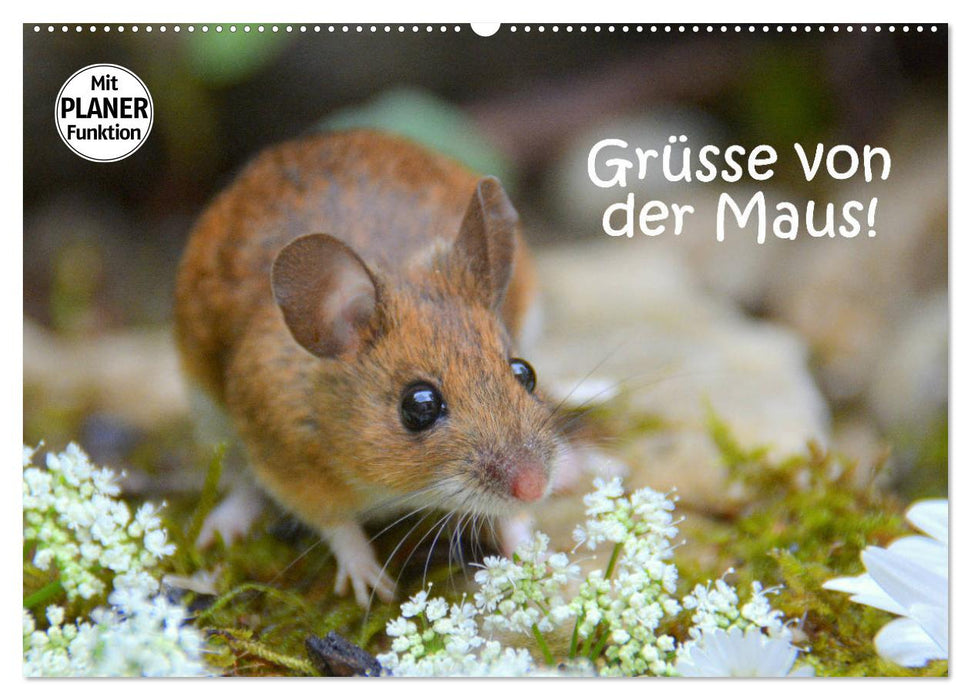 Greetings from the mouse! (CALVENDO wall calendar 2024) 