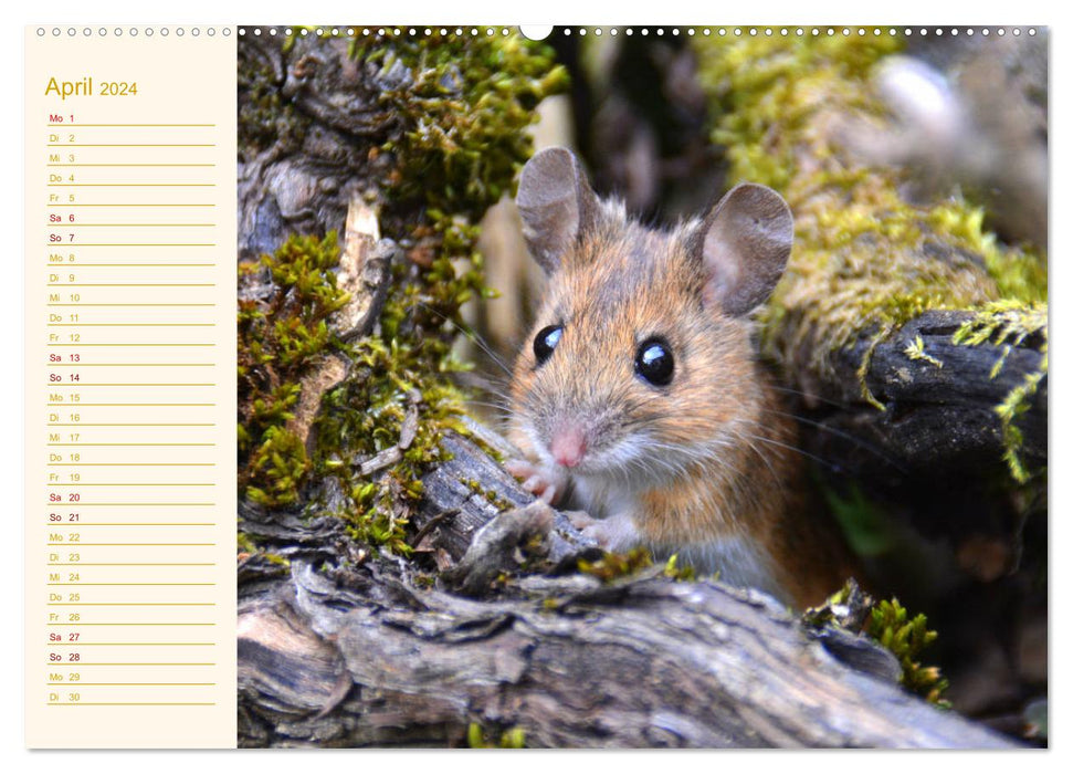 Greetings from the mouse! (CALVENDO wall calendar 2024) 