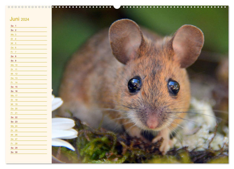 Grüsse von der Maus! (CALVENDO Wandkalender 2024)