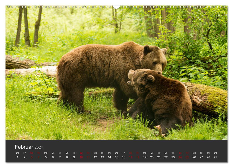 The big bear paws (CALVENDO Premium wall calendar 2024) 