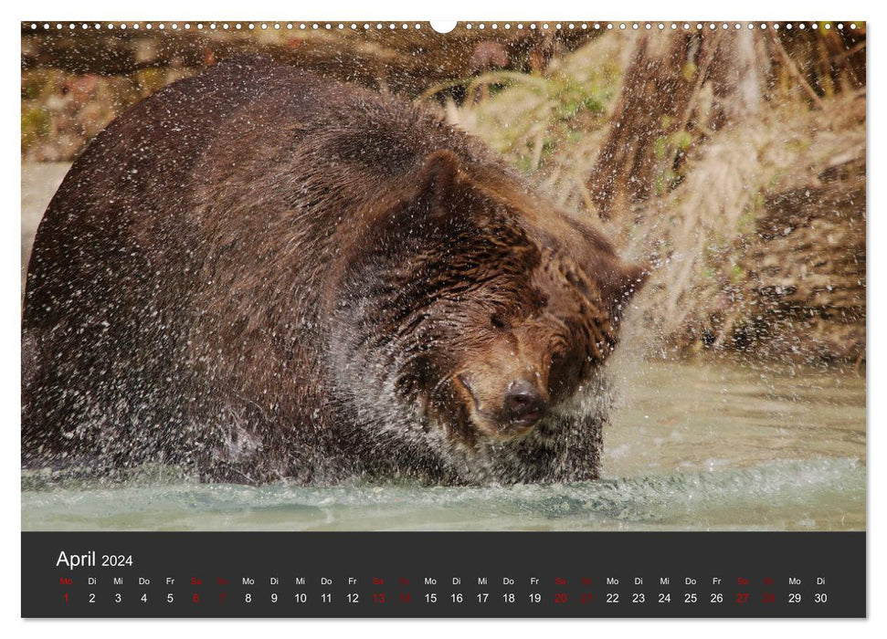 Die grossen Bärentatzen (CALVENDO Premium Wandkalender 2024)
