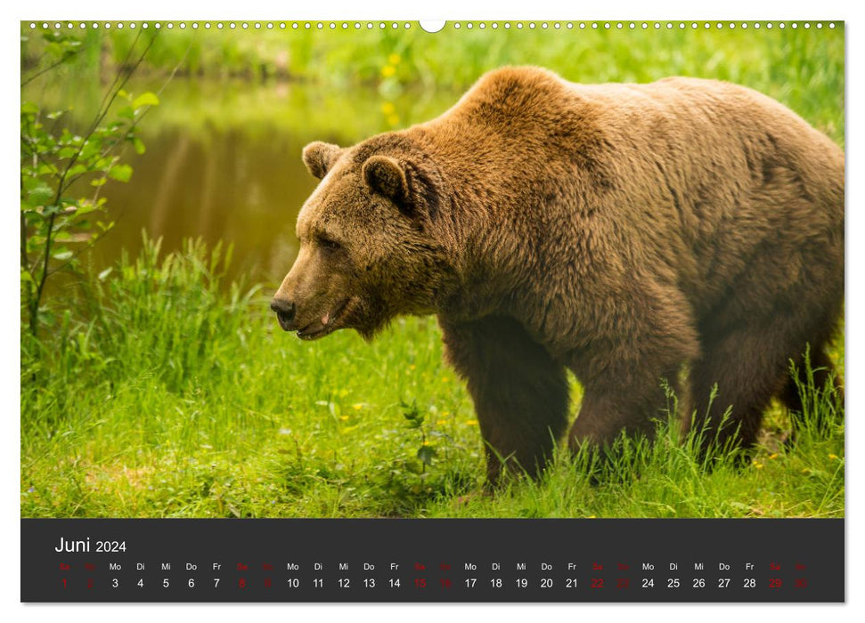 Les grandes pattes d'ours (Calendrier mural CALVENDO Premium 2024) 