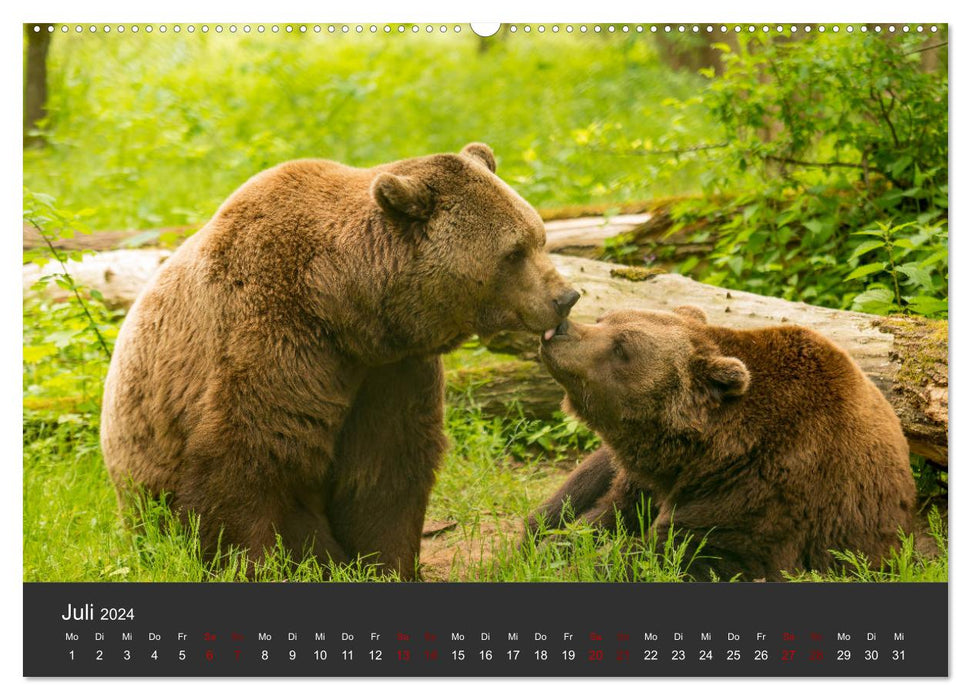 The big bear paws (CALVENDO Premium wall calendar 2024) 