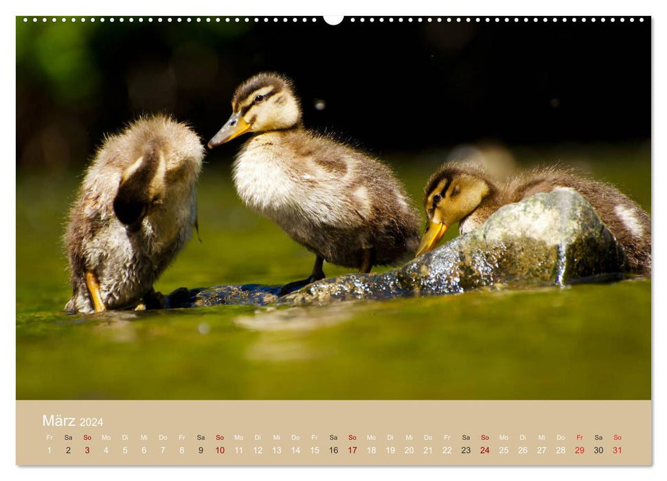 At the pond. Magical World (CALVENDO Premium Wall Calendar 2024)