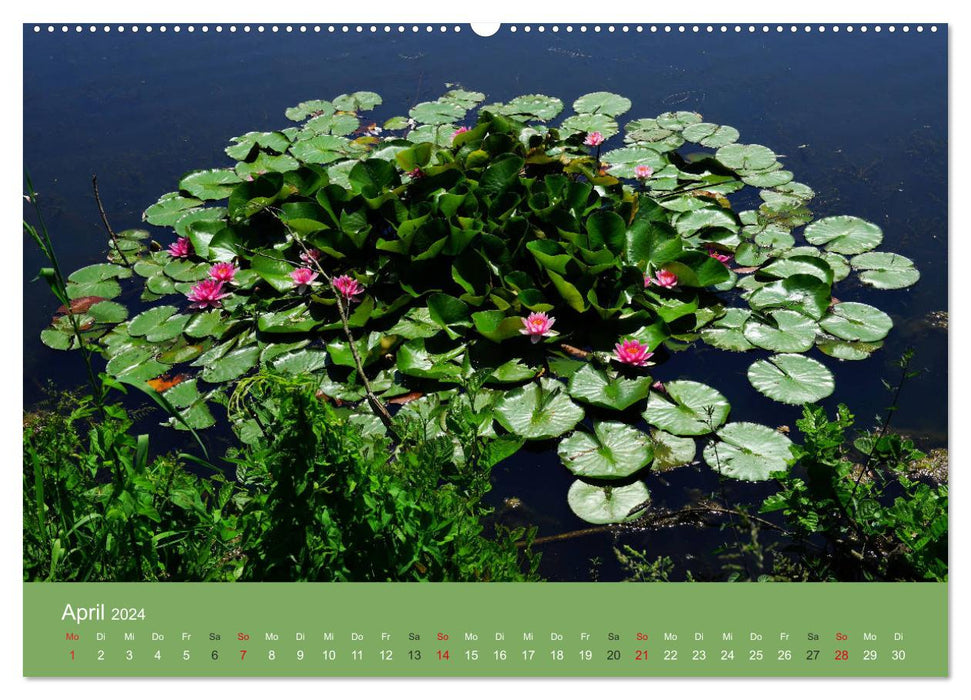 At the pond. Magical World (CALVENDO Premium Wall Calendar 2024)