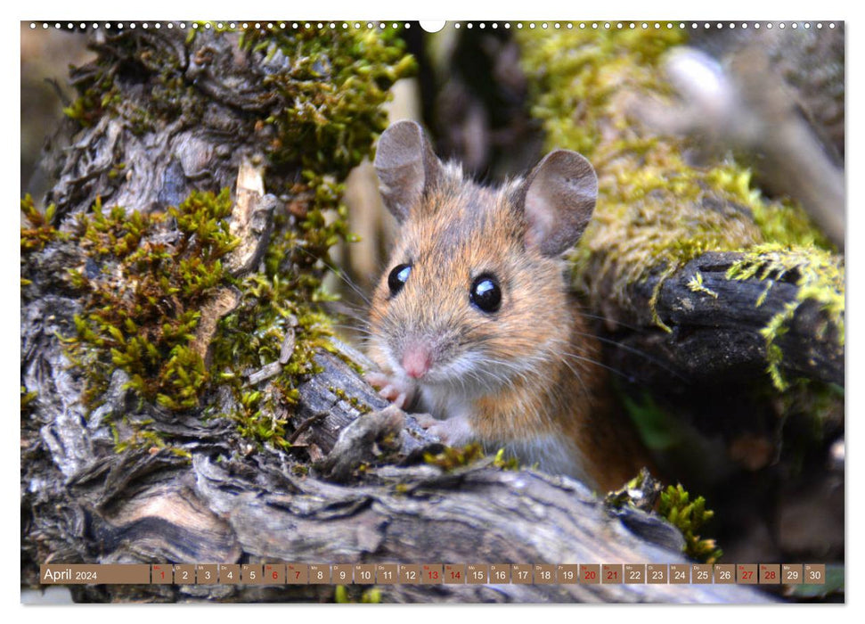 Greetings from the mouse! (CALVENDO wall calendar 2024) 