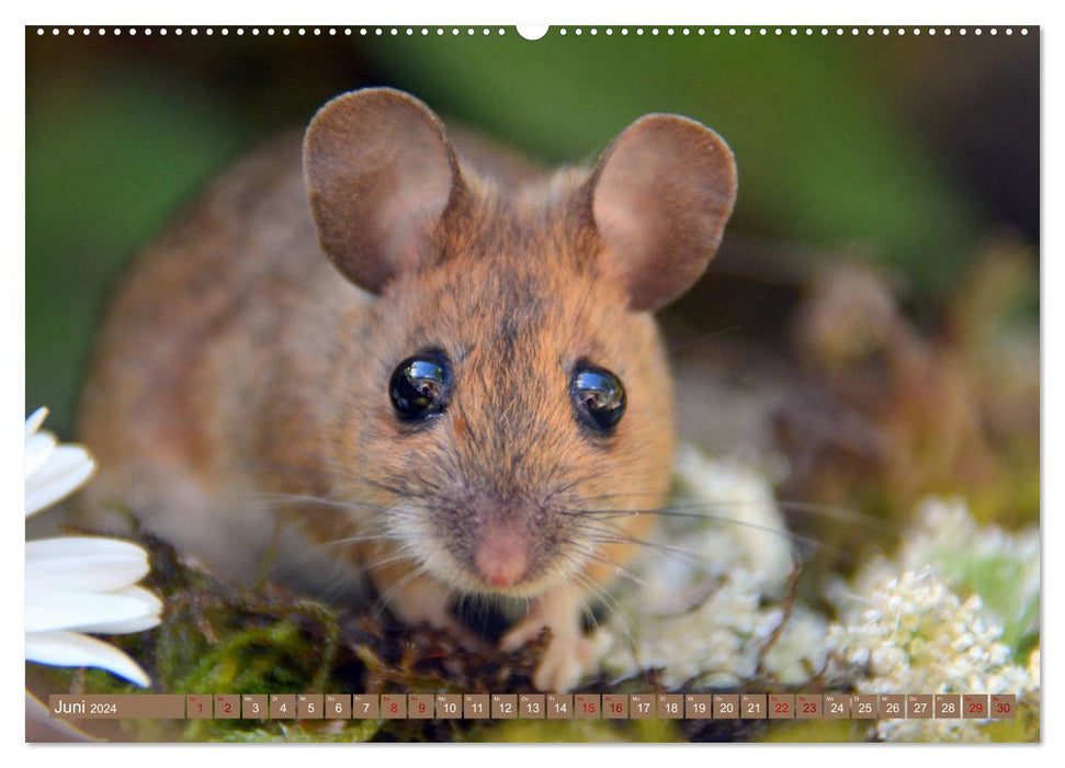 Salutations de la souris ! (Calendrier mural CALVENDO 2024) 