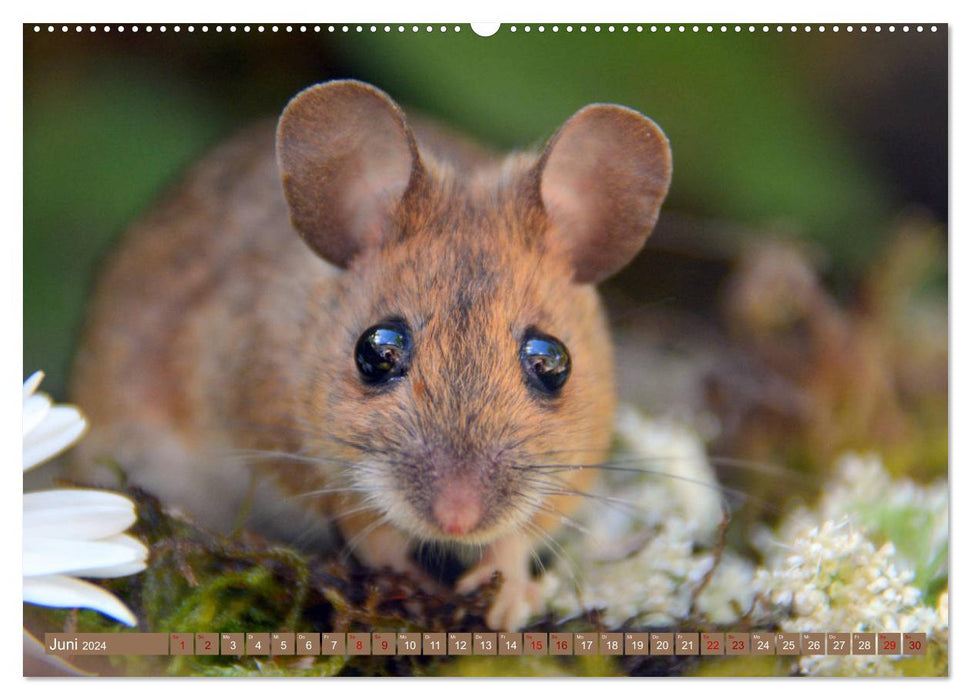 Greetings from the mouse! (CALVENDO wall calendar 2024) 