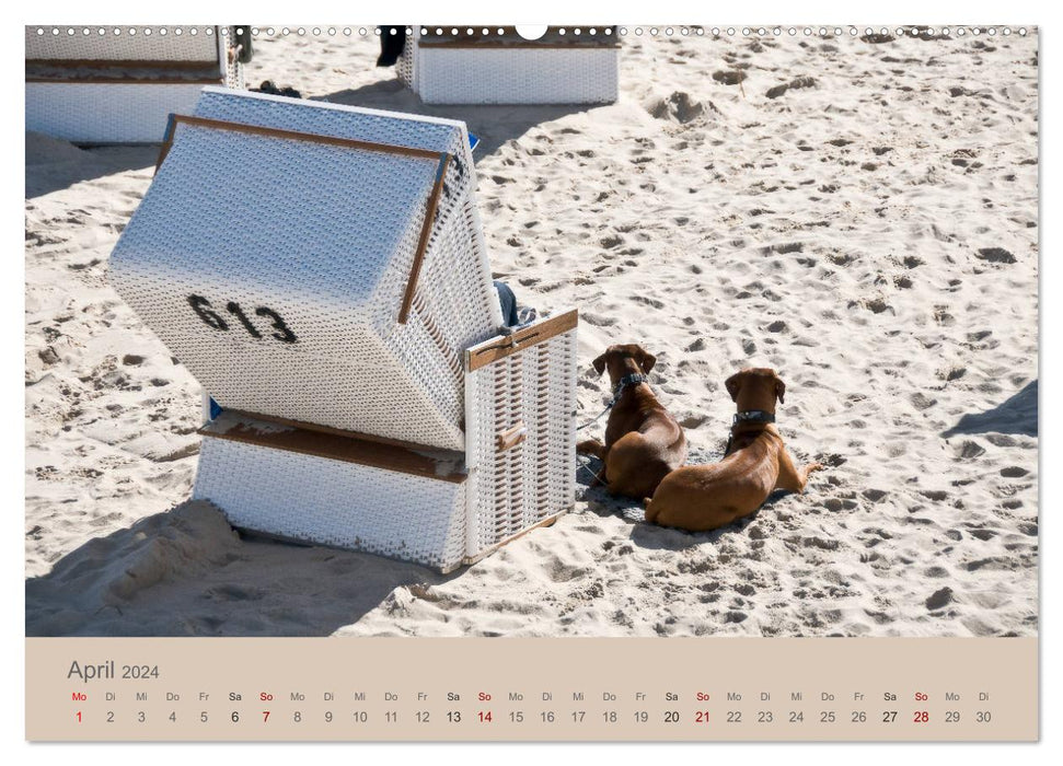 Sylt moments (CALVENDO Premium wall calendar 2024) 