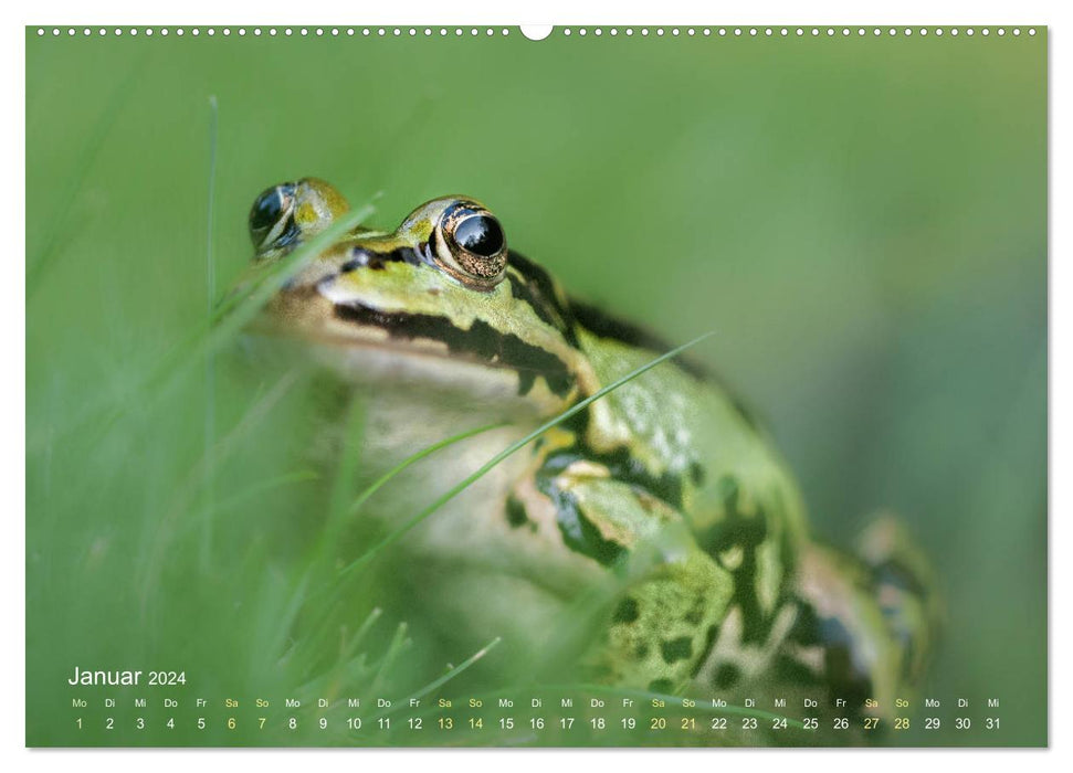 Des grenouilles dont vous tomberez amoureux (Calendrier mural CALVENDO Premium 2024) 