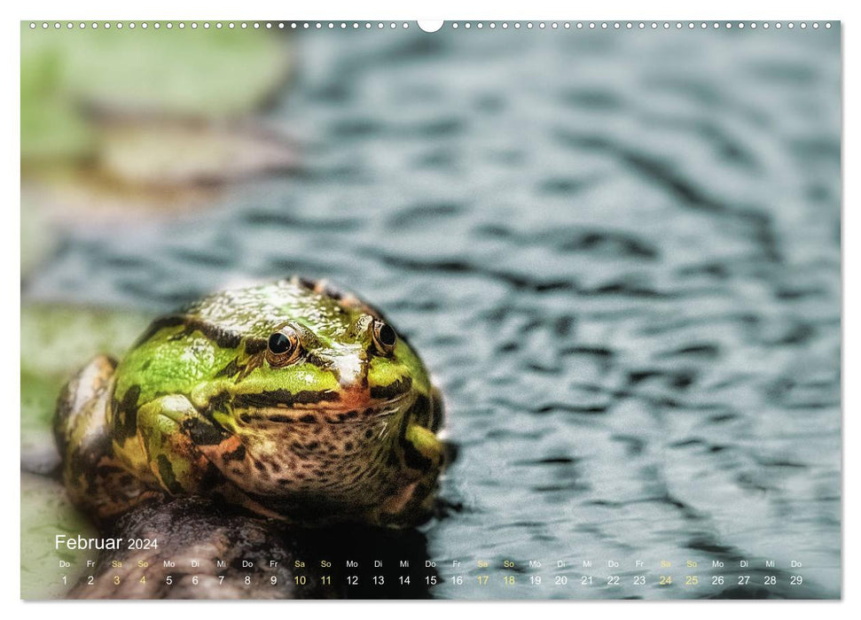 Frogs to fall in love with (CALVENDO Premium Wall Calendar 2024) 