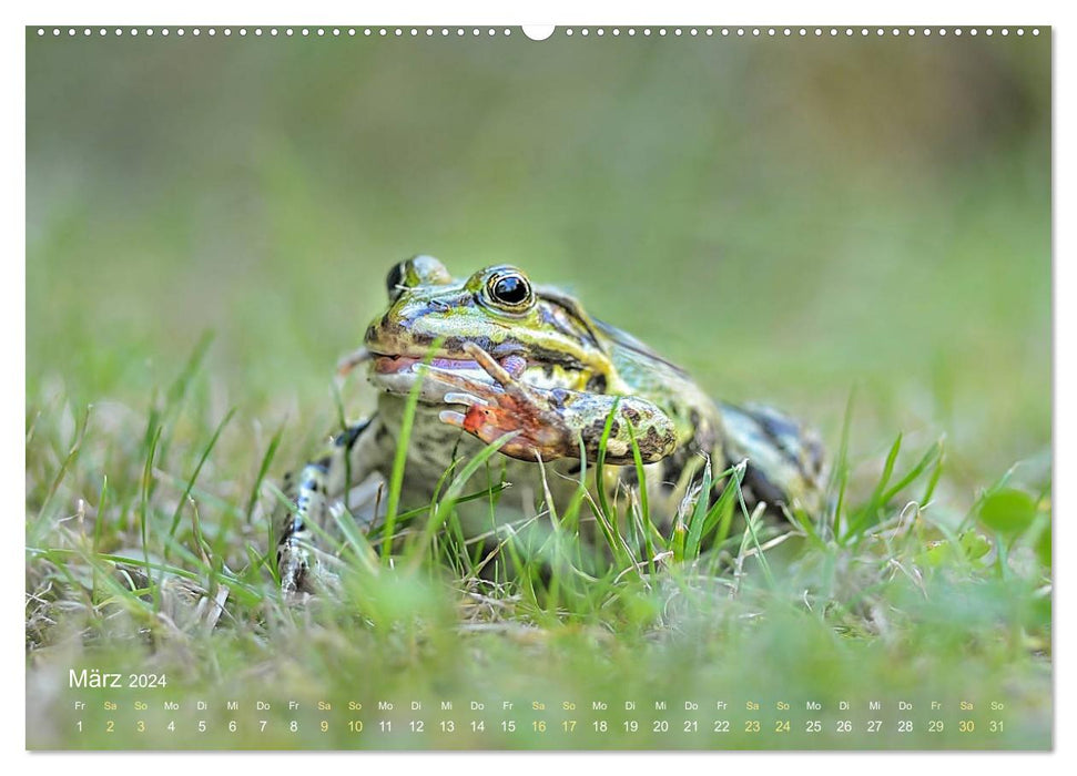 Des grenouilles dont vous tomberez amoureux (Calendrier mural CALVENDO Premium 2024) 