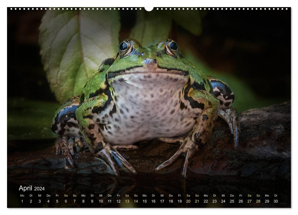 Des grenouilles dont vous tomberez amoureux (Calendrier mural CALVENDO Premium 2024) 