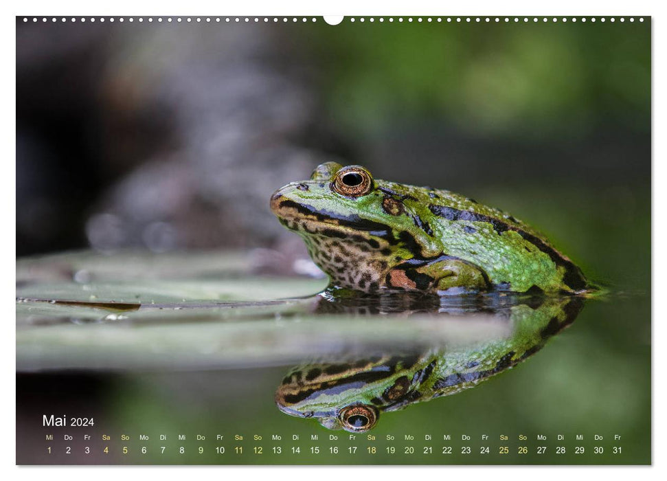 Frogs to fall in love with (CALVENDO Premium Wall Calendar 2024) 