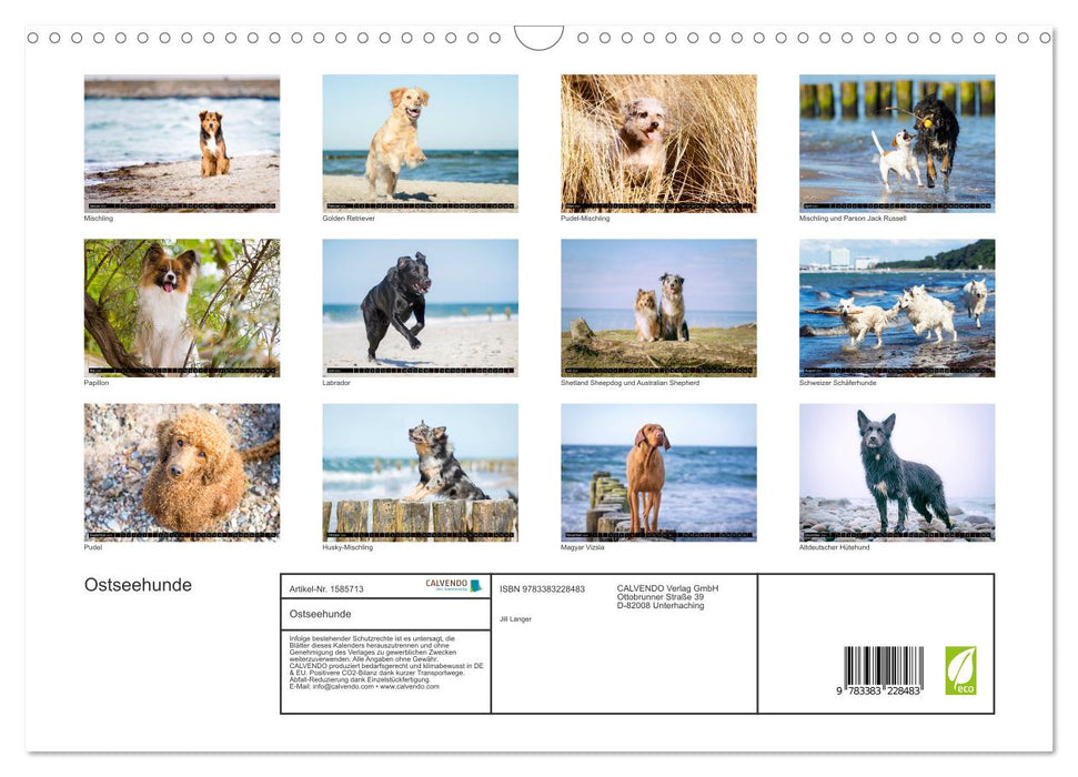 Ostseehunde (CALVENDO Wandkalender 2024)