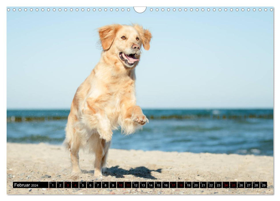 Ostseehunde (CALVENDO Wandkalender 2024)