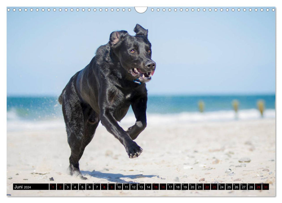 Ostseehunde (CALVENDO Wandkalender 2024)