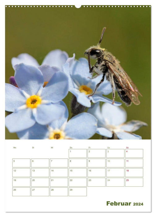 Wildbienen-Terminplaner 2024 (CALVENDO Wandkalender 2024)