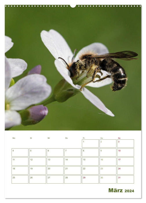 Agenda abeille sauvage 2024 (Calendrier mural CALVENDO 2024) 