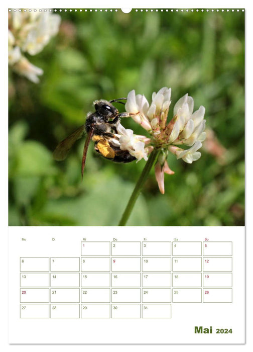Agenda abeille sauvage 2024 (Calendrier mural CALVENDO 2024) 