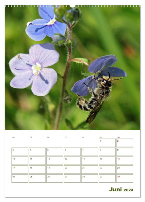 Wildbienen-Terminplaner 2024 (CALVENDO Wandkalender 2024)