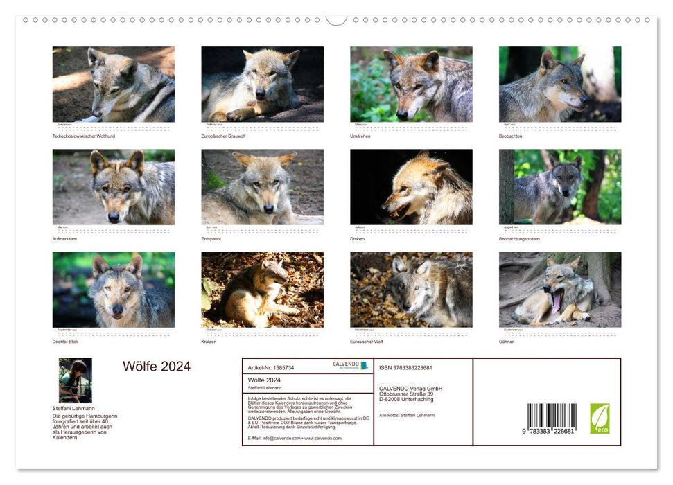 Wolves 2024. Animal impressions (CALVENDO Premium Wall Calendar 2024) 