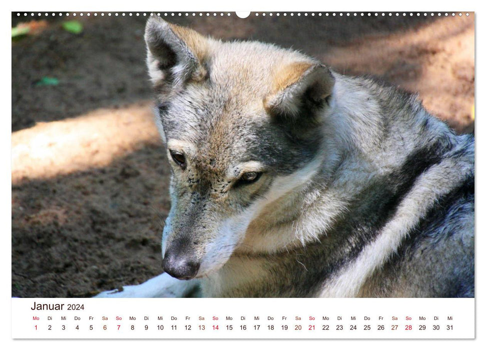 Loups 2024. Impressions d'animaux (Calendrier mural CALVENDO Premium 2024) 