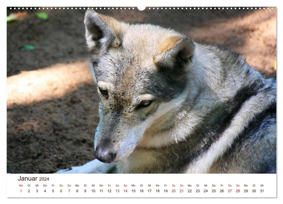 Wolves 2024. Animal impressions (CALVENDO Premium Wall Calendar 2024) 