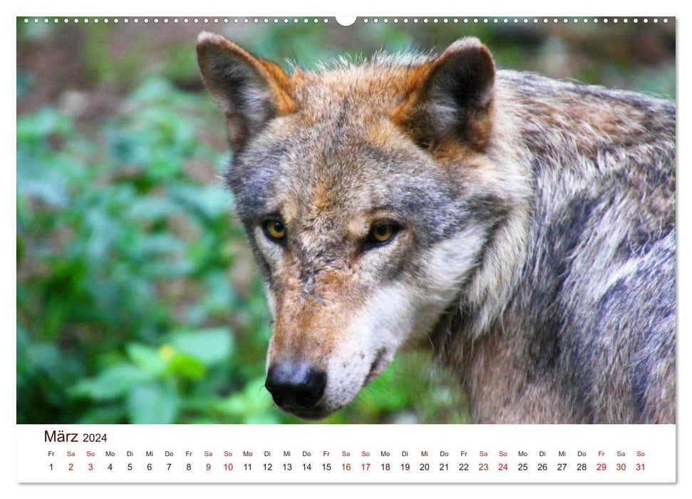 Wolves 2024. Animal impressions (CALVENDO Premium Wall Calendar 2024) 